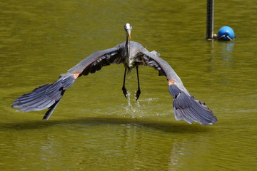 Great blue heron taking off