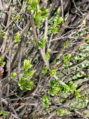 Bushes with blossoming leaves
