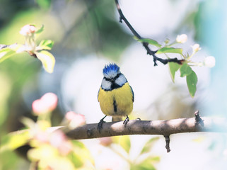 beautiful  little lazorevka sitting on a branch of a flowering Apple tree in the spring garden