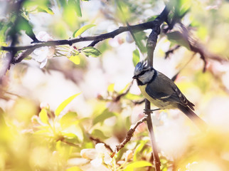 natural background with beautiful bright little lazorevka sitting on a branch of a flowering Apple tree in the spring garden