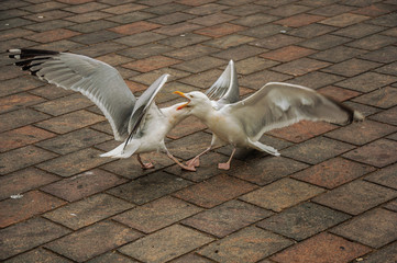 Two seagull fighting on brick sidewalk in a cloudy day at The Hague. Important political center, is a mix of historic city with modernity. Western Netherlands.