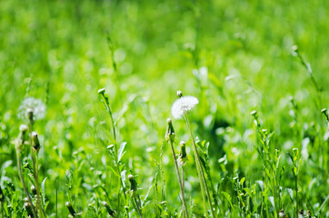 Green grass, natural summer background. Selective focus.