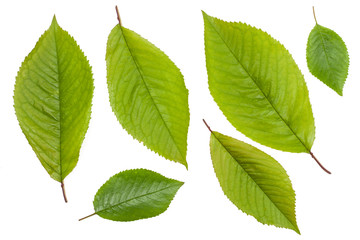 Naklejka na ściany i meble Green leaves of sweet cherry isolated on white