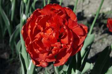 Bright red peony, on a natural background. 