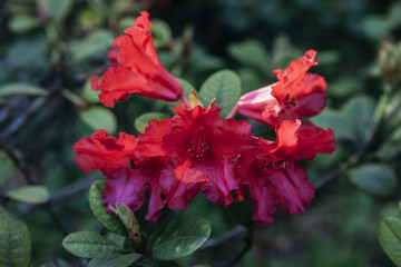 The flowers of the rhododendron are red in sunlight. 