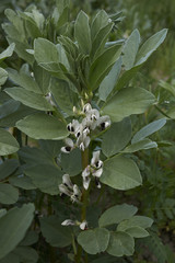 Vicia faba