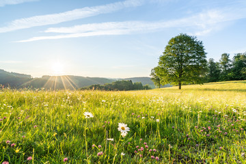 Sonnenaufgang im Schwarzwald