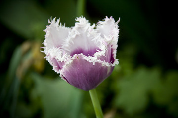 Tulip - 206119132