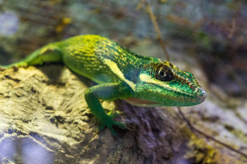 Naklejka na ściany i meble Green Lizard Green Lizard closeup