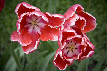 Tulip - 206119152
