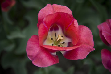 Tulip - 206119154