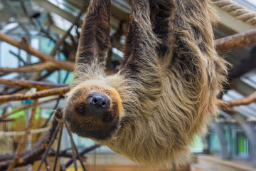 Happy sloth hanging on a tree