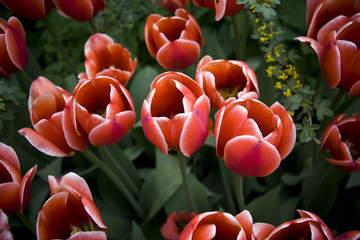 Tulip - 206119162