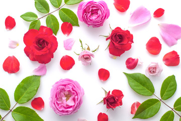 Floral pattern made of pink and red roses, green leaves, branches on white background, Top view, floral pattern, Flowers pattern texture rose petals.