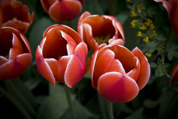 Tulip - 206119171