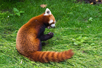 The panda red or lesser panda Ailurus fulgens