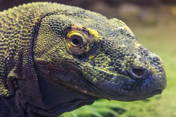 Komodo Dragon Komodo monitor. Varanus varius. Giant Varan. Closeup of the Head against Nature Landscape Blurred background. Selective Focus