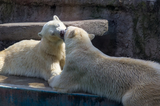 two polar bears kissing