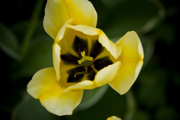 Tulip - 206119341