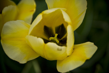 Tulip - 206119346