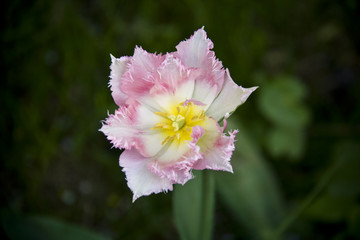 Tulip - 206119352