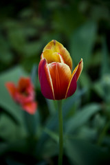 Tulip - 206119359