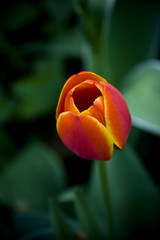 Tulip - 206119365