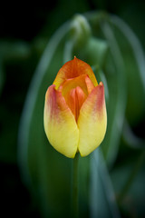 Tulip - 206119370