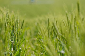 Field of young green wheat with blue sky on background.