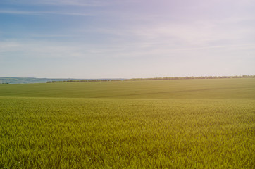 Field of young green wheat with blue sky on background.