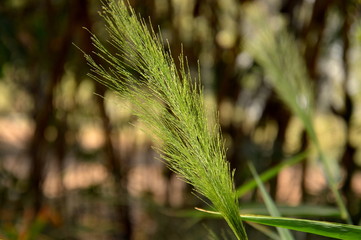 stand alone green Grass in a forest