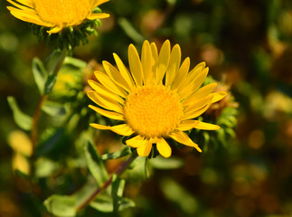 Flower of Grindelia squarrosa (curly-top gumweed)
