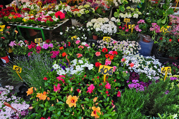 Fototapeta na wymiar Roma, fiori e piante al mercato di Piazza campo de' Fiori 
