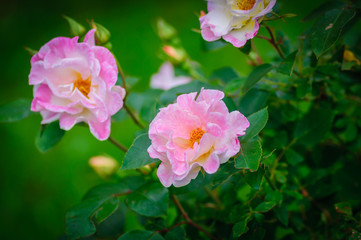 Beautiful rose flowers bunch isolated on natural background.