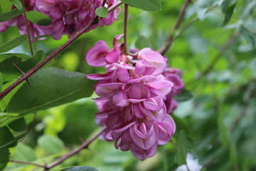 The trees of the pink acacia blossomed.