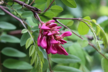 The trees of the pink acacia blossomed.