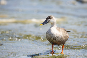 Close up of a spot billed duck on the river in early summer.
