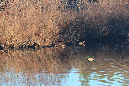 Hopeville Pond Pachaug Forrest Griswold,Ct.
