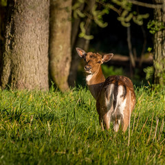 Young deer