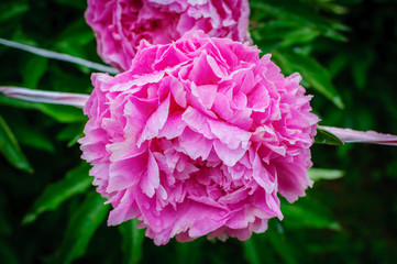 Blooming pink tree peony after the rain. Big pink peony with rainy drops in the spring season.