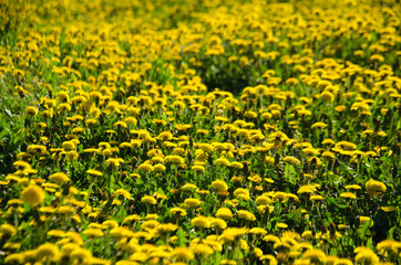 Fototapeta premium field of yellow dandelions with grass 