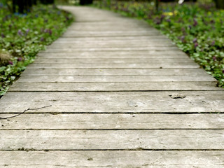 The path in the park, covered with boards
