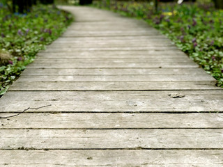 Fototapeta premium The path in the park, covered with boards 