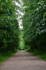 Fototapeta premium forêt