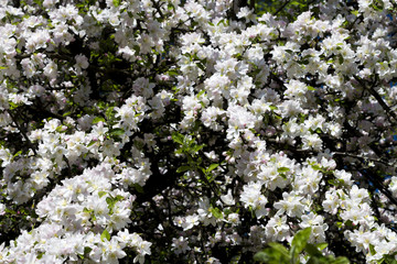 Blooming apple trees in the spring garden