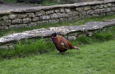 pheasant