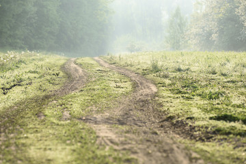 Empty forest road at dawn in haze. Serene morning landscape