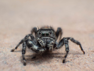 Jumping spider