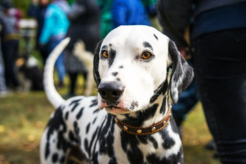 portrait of a cute dog Dalmatian close up looking at the camera at an dogs show