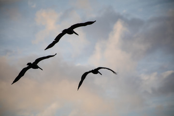 Pelican formation, Flying